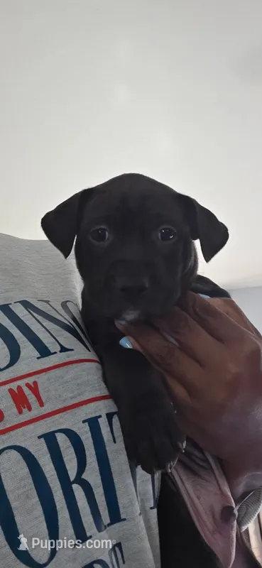 Biggie – American Pit Bull Terrier puppy for sale in Charlotte, NC