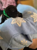 Biggie, a male American Pit Bull Terrier for sale in Charlotte, NC – Photo 1 of 10