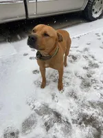 Biggie, a male American Pit Bull Terrier for sale in Charlotte, NC – Photo 7 of 10