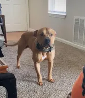 Biggie, a male American Pit Bull Terrier for sale in Charlotte, NC – Photo 8 of 10