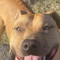 Beyoncé , a female American Pit Bull Terrier for sale in Charlotte, NC – Photo 9 of 9