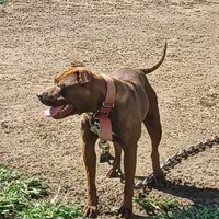 Beyoncé , a female American Pit Bull Terrier for sale in Charlotte, NC – Photo 4 of 9