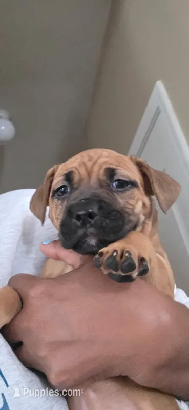 Beyoncé  – American Pit Bull Terrier puppy for sale in Charlotte, NC