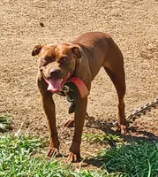 Beyoncé , a female American Pit Bull Terrier for sale in Charlotte, NC – Photo 3 of 10