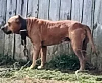 Beyoncé , a female American Pit Bull Terrier for sale in Charlotte, NC – Photo 2 of 10
