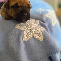 Beyoncé , a female American Pit Bull Terrier for sale in Charlotte, NC – Photo 3 of 9
