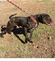Beyoncé , a female American Pit Bull Terrier for sale in Charlotte, NC – Photo 9 of 10