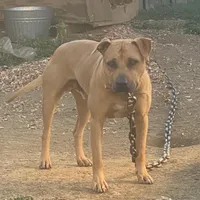 Beyoncé , a female American Pit Bull Terrier for sale in Charlotte, NC – Photo 8 of 9