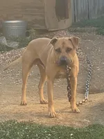 Beyoncé , a female American Pit Bull Terrier for sale in Charlotte, NC – Photo 10 of 10
