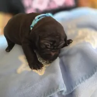 Pat, a male American Pit Bull Terrier for sale in Charlotte, NC – Photo 4 of 10