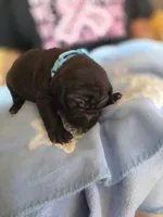 Pat, a male American Pit Bull Terrier for sale in Charlotte, NC – Photo 1 of 10