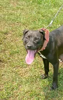 Pat, a male American Pit Bull Terrier for sale in Charlotte, NC – Photo 6 of 10