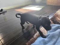 Pat, a male American Pit Bull Terrier for sale in Charlotte, NC – Photo 2 of 10