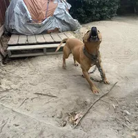 Pat, a male American Pit Bull Terrier for sale in Charlotte, NC – Photo 7 of 10