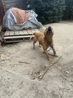 Pat, a male American Pit Bull Terrier for sale in Charlotte, NC – Photo 3 of 10