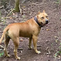 Pat, a male American Pit Bull Terrier for sale in Charlotte, NC – Photo 6 of 10