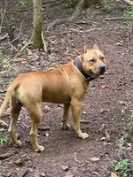 Pat, a male American Pit Bull Terrier for sale in Charlotte, NC – Photo 5 of 10