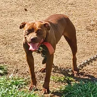 Pat, a male American Pit Bull Terrier for sale in Charlotte, NC – Photo 5 of 10