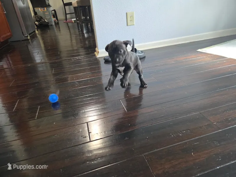 Pat – American Pit Bull Terrier puppy for sale in Charlotte, NC