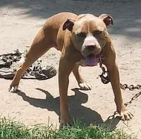 Pat, a male American Pit Bull Terrier for sale in Charlotte, NC – Photo 2 of 10