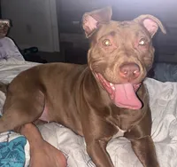 Breezy, a male American Pit Bull Terrier for sale in Charlotte, NC – Photo 5 of 6