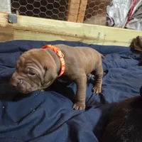 Breezy, a male American Pit Bull Terrier for sale in Charlotte, NC – Photo 3 of 6