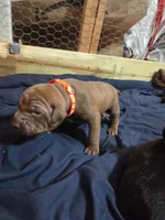 Breezy, a male American Pit Bull Terrier for sale in Charlotte, NC – Photo 1 of 2