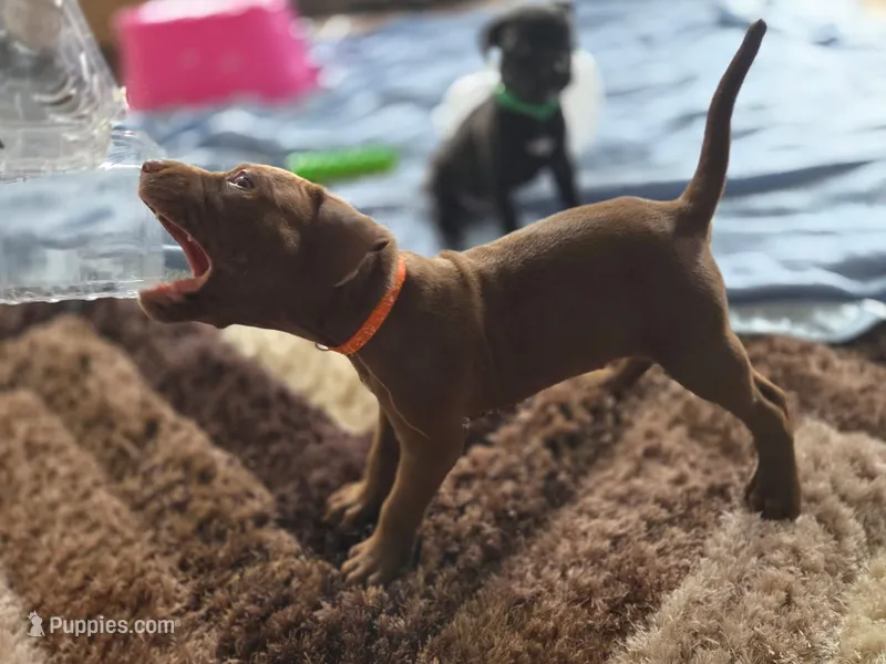 Breezy – American Pit Bull Terrier puppy for sale in Charlotte, NC