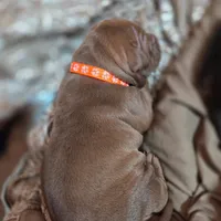 Breezy, a male American Pit Bull Terrier for sale in Charlotte, NC – Photo 4 of 6