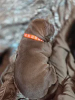 Breezy, a male American Pit Bull Terrier for sale in Charlotte, NC – Photo 6 of 6