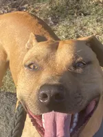 Tupac, a male American Pit Bull Terrier for sale in Charlotte, NC – Photo 9 of 10