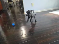 Tupac, a male American Pit Bull Terrier for sale in Charlotte, NC – Photo 4 of 10