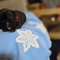 Tupac, a male American Pit Bull Terrier for sale in Charlotte, NC – Photo 3 of 10