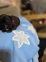 Tupac, a male American Pit Bull Terrier for sale in Charlotte, NC – Photo 1 of 10