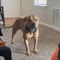 Tupac, a male American Pit Bull Terrier for sale in Charlotte, NC – Photo 8 of 10