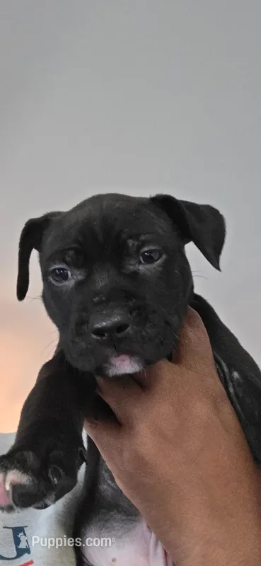 Tupac – American Pit Bull Terrier puppy for sale in Charlotte, NC