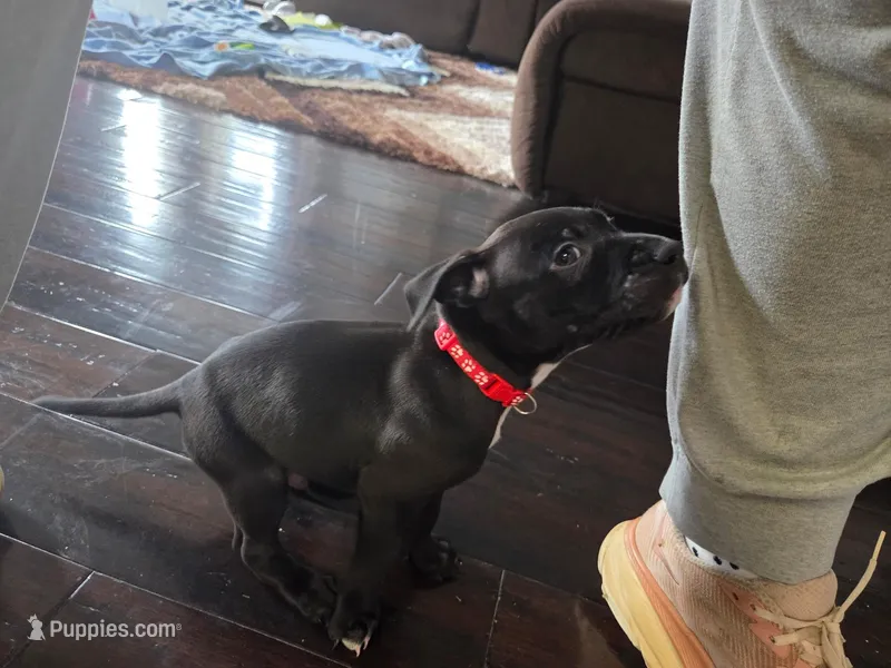 Tupac – American Pit Bull Terrier puppy for sale in Charlotte, NC