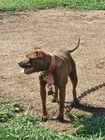 Tupac, a male American Pit Bull Terrier for sale in Charlotte, NC – Photo 6 of 10