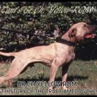 Tupac, a male American Pit Bull Terrier for sale in Charlotte, NC – Photo 7 of 10