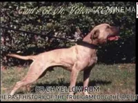 Tupac, a male American Pit Bull Terrier for sale in Charlotte, NC – Photo 7 of 10