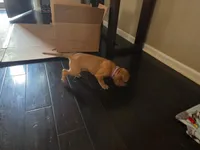 Kelly, a female American Pit Bull Terrier for sale in Charlotte, NC – Photo 10 of 10