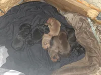 Kelly, a female American Pit Bull Terrier for sale in Charlotte, NC – Photo 5 of 10