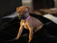 Kelly, a female American Pit Bull Terrier for sale in Charlotte, NC – Photo 1 of 10