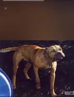 Kelly, a female American Pit Bull Terrier for sale in Charlotte, NC – Photo 6 of 10