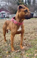 Kelly, a female American Pit Bull Terrier for sale in Charlotte, NC – Photo 3 of 10