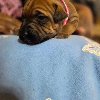 Kelly, a female American Pit Bull Terrier for sale in Charlotte, NC – Photo 3 of 10