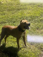 Kelly, a female American Pit Bull Terrier for sale in Charlotte, NC – Photo 7 of 10