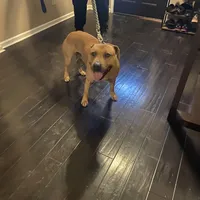 Kelly, a female American Pit Bull Terrier for sale in Charlotte, NC – Photo 7 of 10