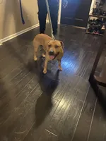 Kelly, a female American Pit Bull Terrier for sale in Charlotte, NC – Photo 9 of 10