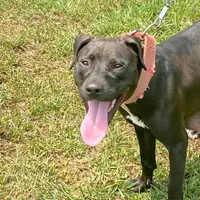 Kelly, a female American Pit Bull Terrier for sale in Charlotte, NC – Photo 4 of 10